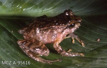 Media type: image;   Herpetology A-95616 Description: Photo of animal in life, taken in the field by Dr. Kenneth Ichiro Miyata. A slide of the photo was scanned in 2012 by Melissa Wooley.;  Aspect: lateral